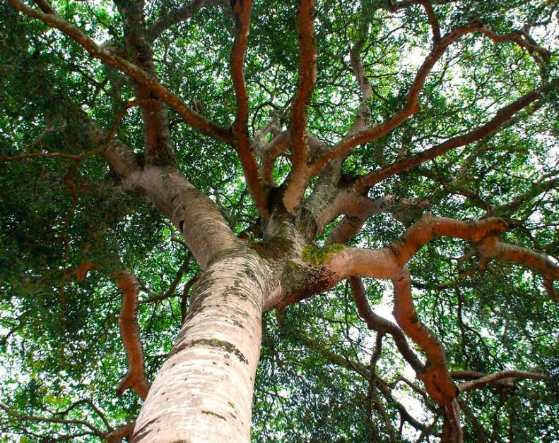 Jakých je 7 nejznámějších exotických dřevin?